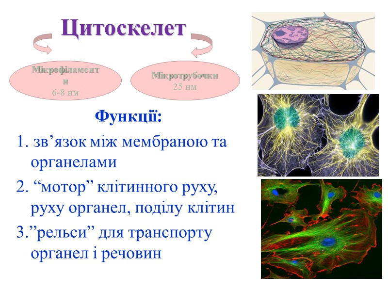 Цитоскелет Функції: 1. зв’язок між мембраною та органелами 2. “мотор” клітинного руху, руху органел,